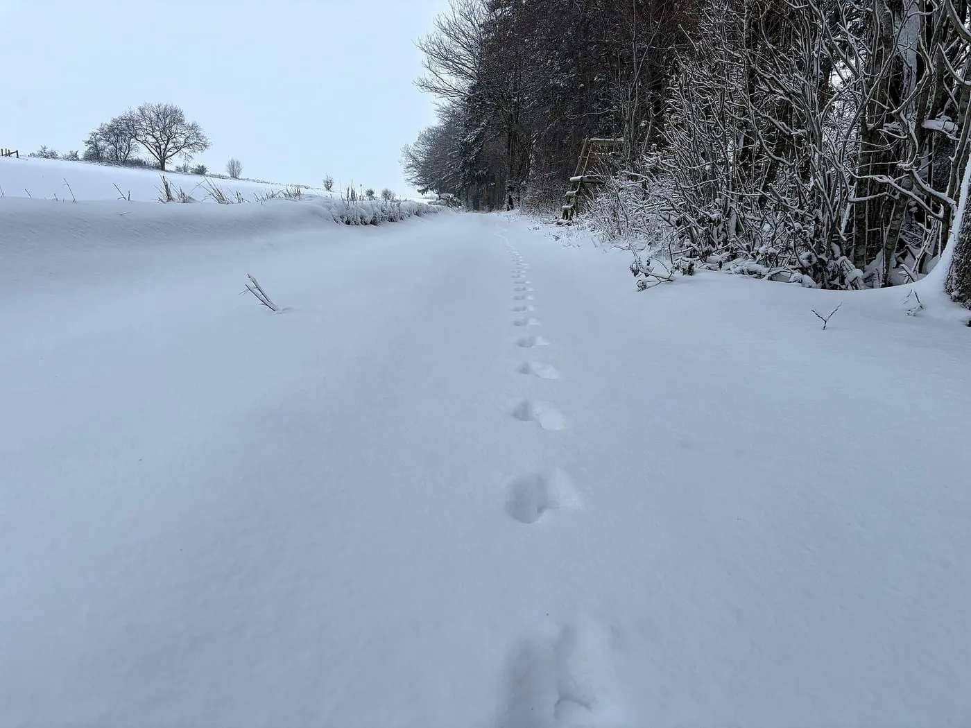 A line of animal tracks crossing a snowy field