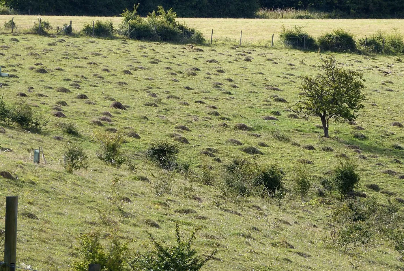 A grassy field dotted with dozens of ant mounds