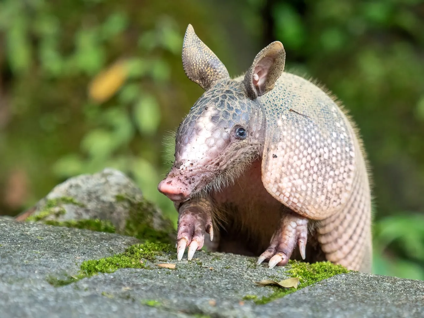 A nine-banded armadillo standing on a mossy rock