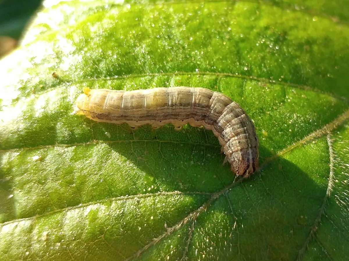 A fall armyworm caterpillar on a leaf, showing its pale-striped body and dark head