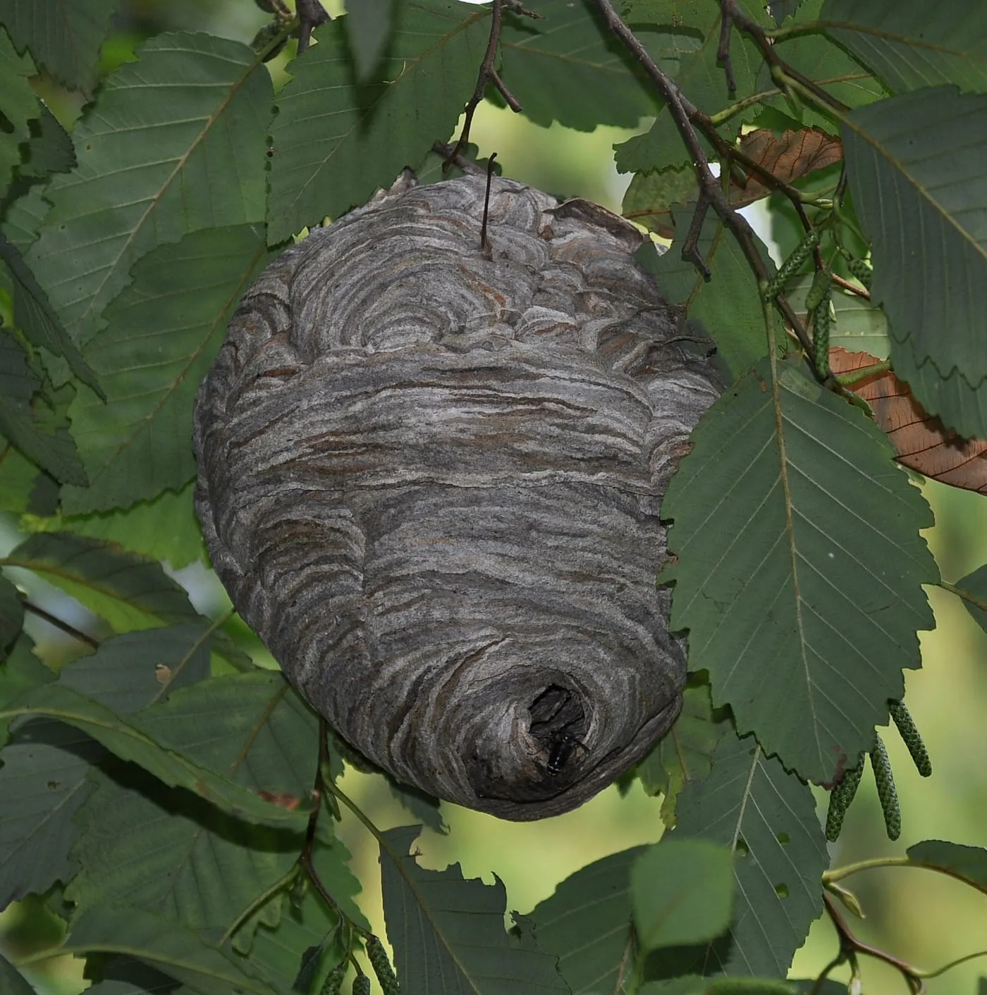A gray football-shaped bald-faced hornet nest hanging in a tree