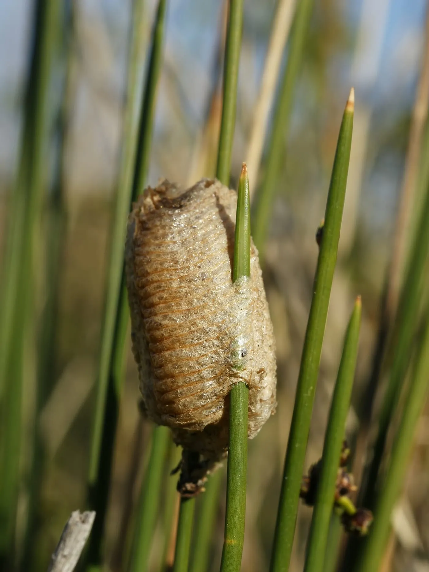 A tan praying mantis egg case attached to a plant stem