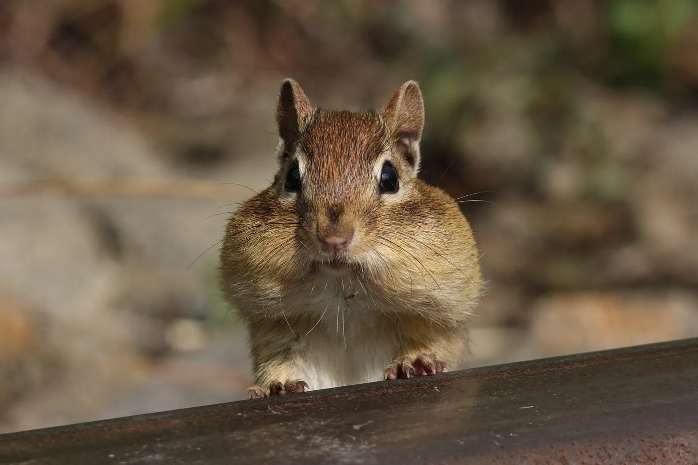 An eastern chipmunk facing the camera with cheek pouches full