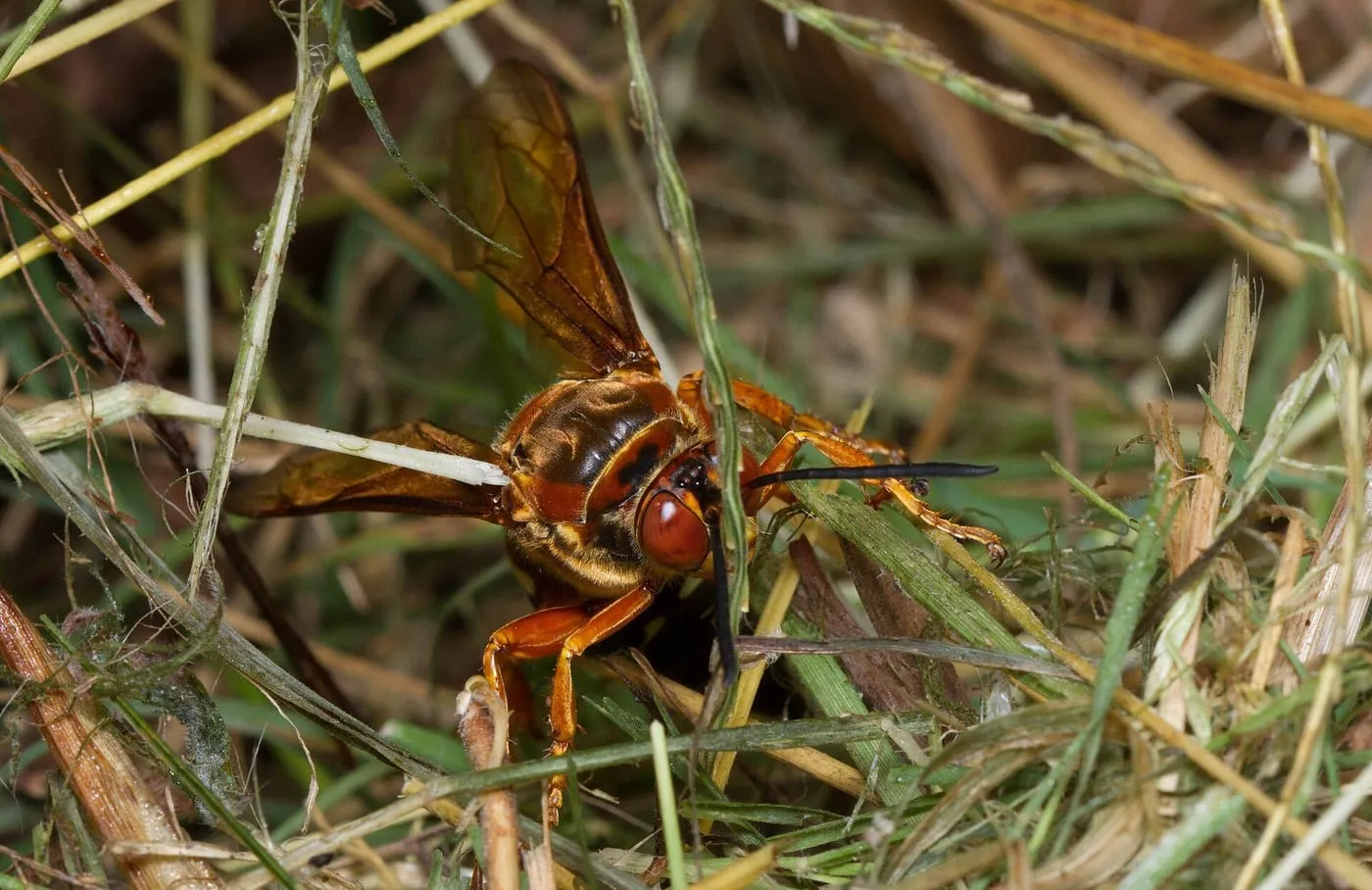 A large cicada killer wasp resting in dry grass