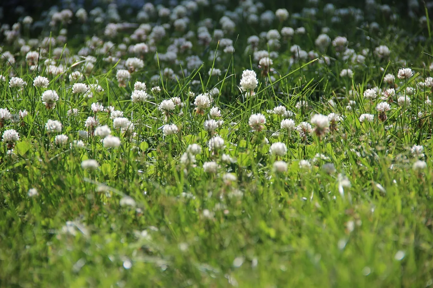 White clover flowering among the grass in a lawn