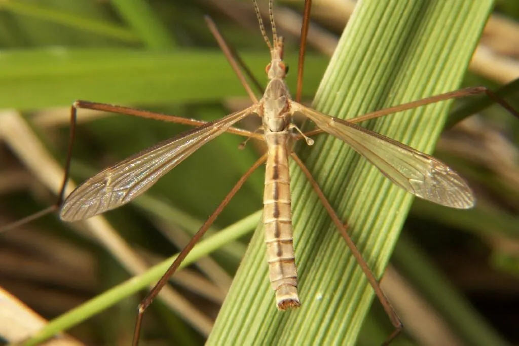 A crane fly resting on a grass blade, showing its very long legs and single pair of wings