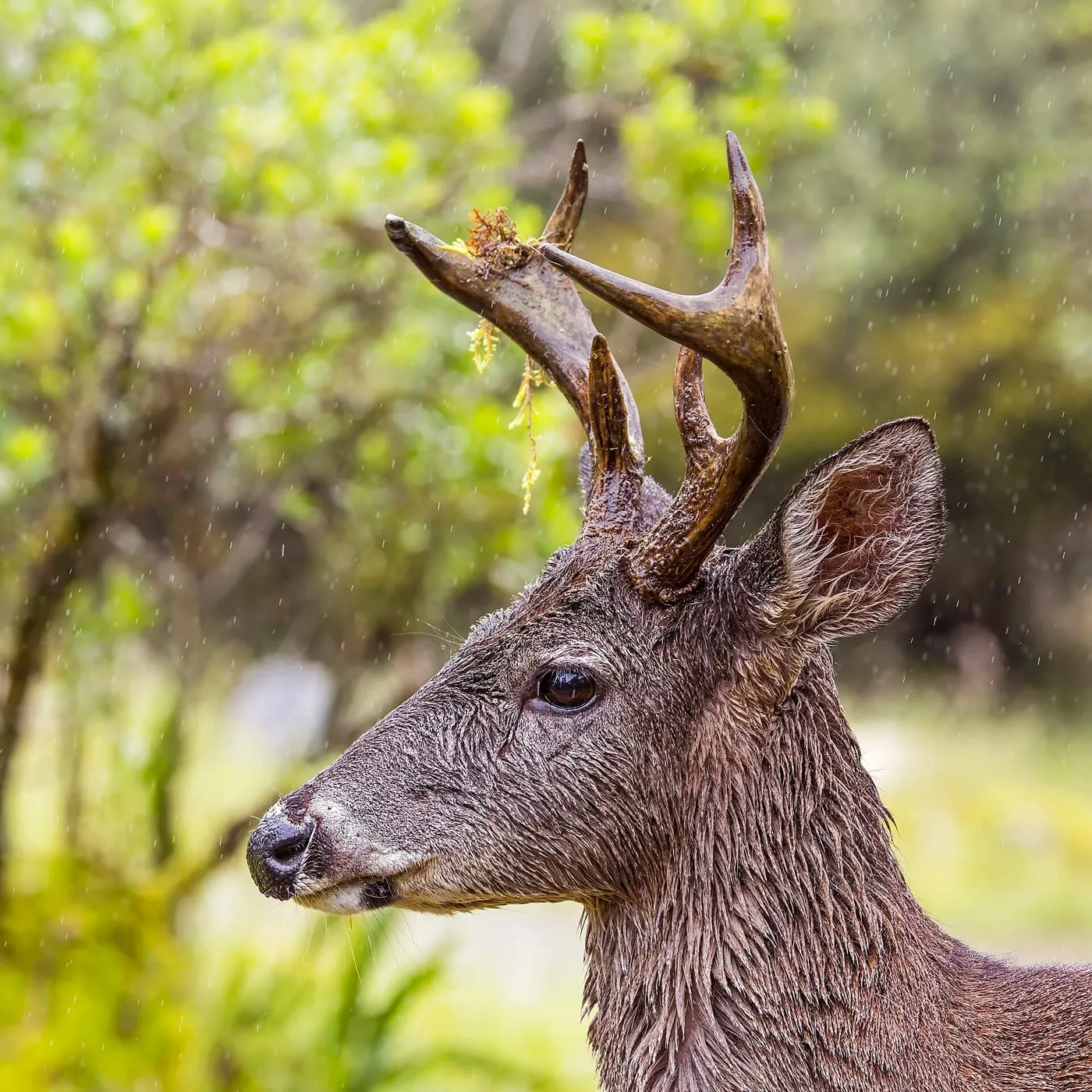 A white-tailed deer buck with antlers in the rain
