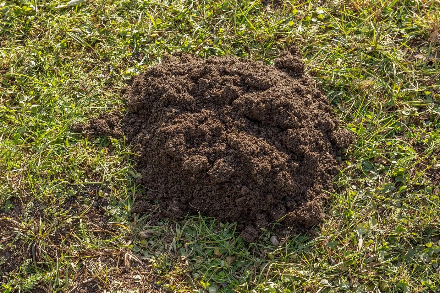 A fresh mound of dark crumbly soil pushed up through lawn grass