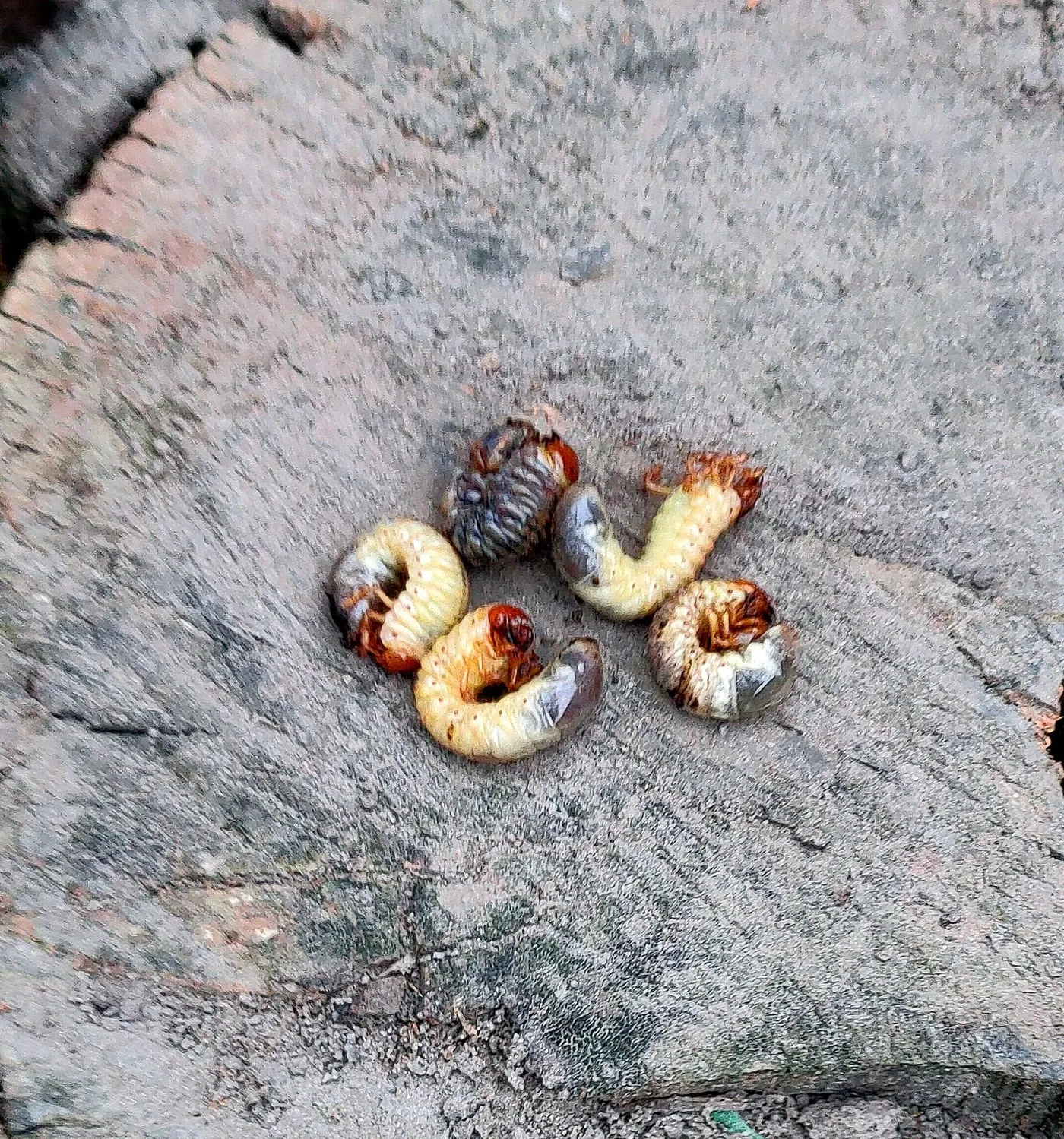 Several C-shaped white grubs with brown heads lying on soil