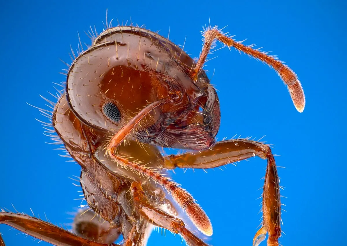 Extreme close-up of a red imported fire ant against a blue background