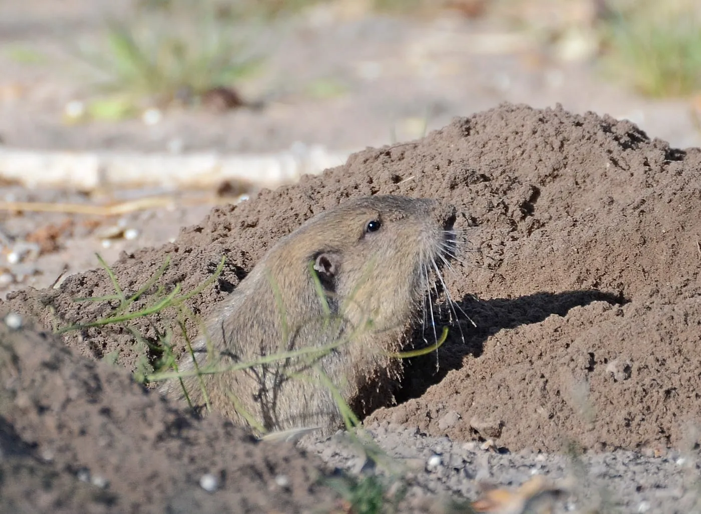 A pocket gopher emerging from its burrow surrounded by fresh dirt