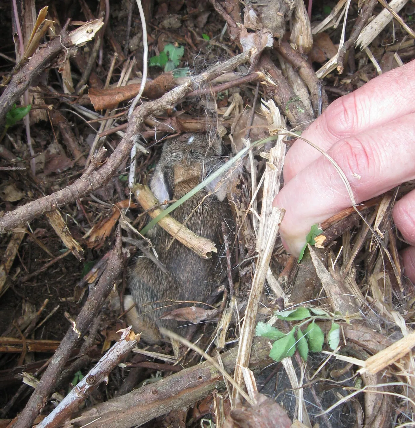 A baby cottontail rabbit hidden in a grass and fur lined nest