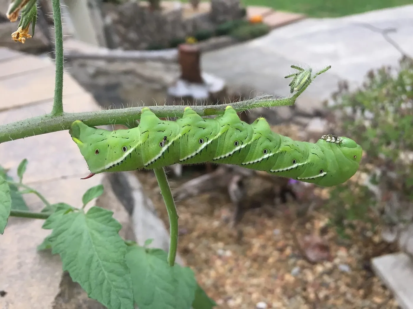 A large green tomato hornworm feeding on a tomato stem