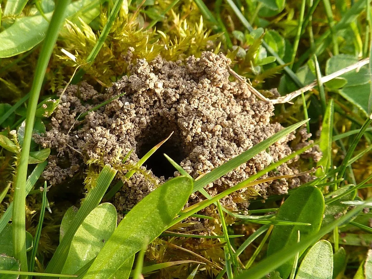 A mining bee nest in a lawn: a small crater of granular excavated soil with a central entrance hole