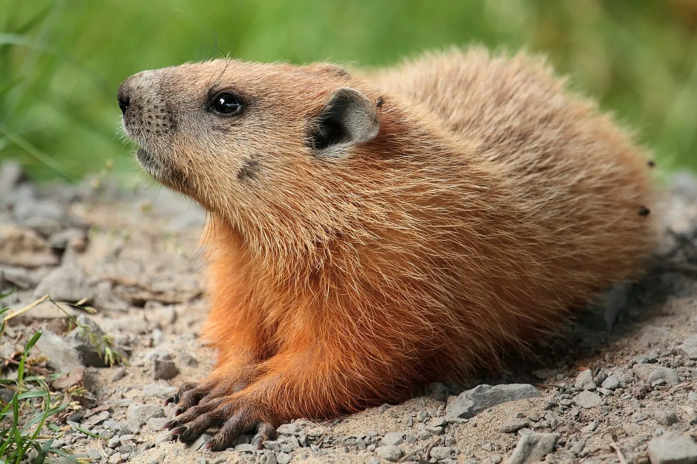A groundhog resting near its burrow on gravelly ground