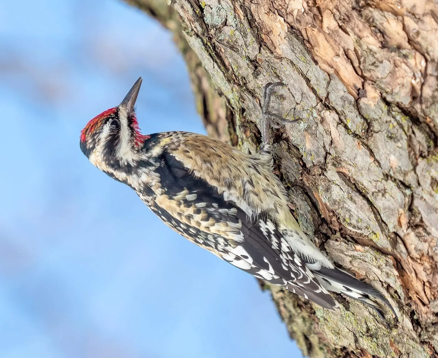A yellow-bellied sapsucker clinging to a tree trunk