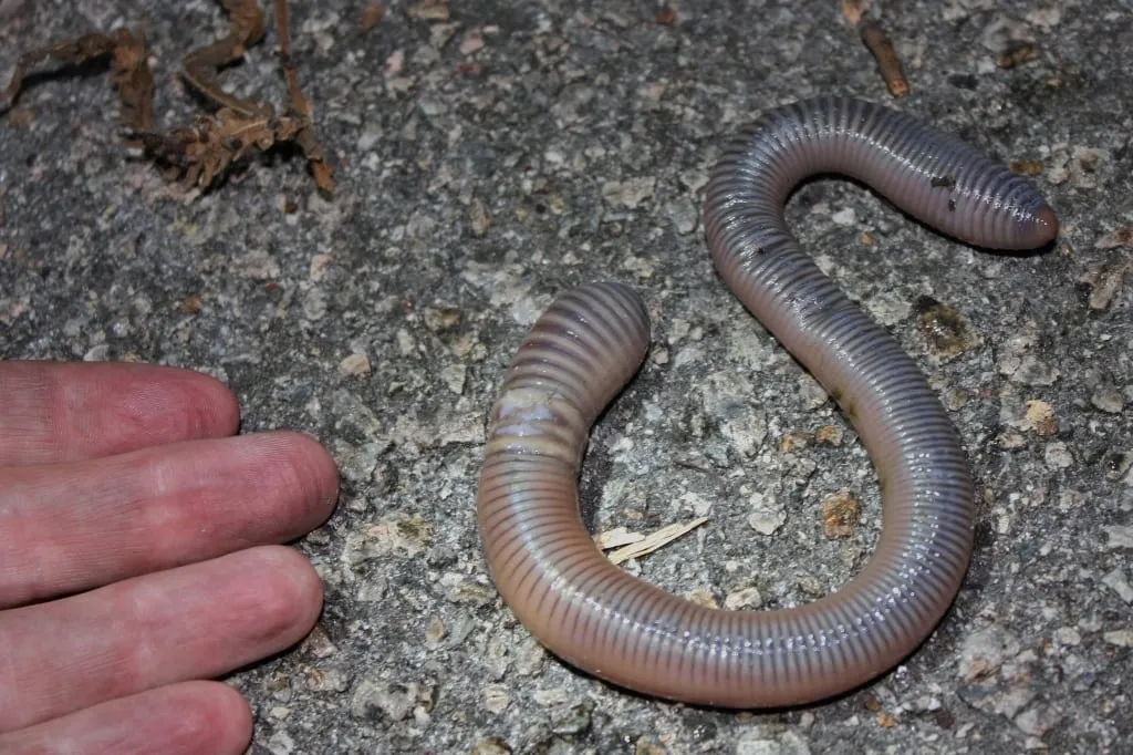 A large Amynthas jumping worm on a hard surface beside a human hand for scale