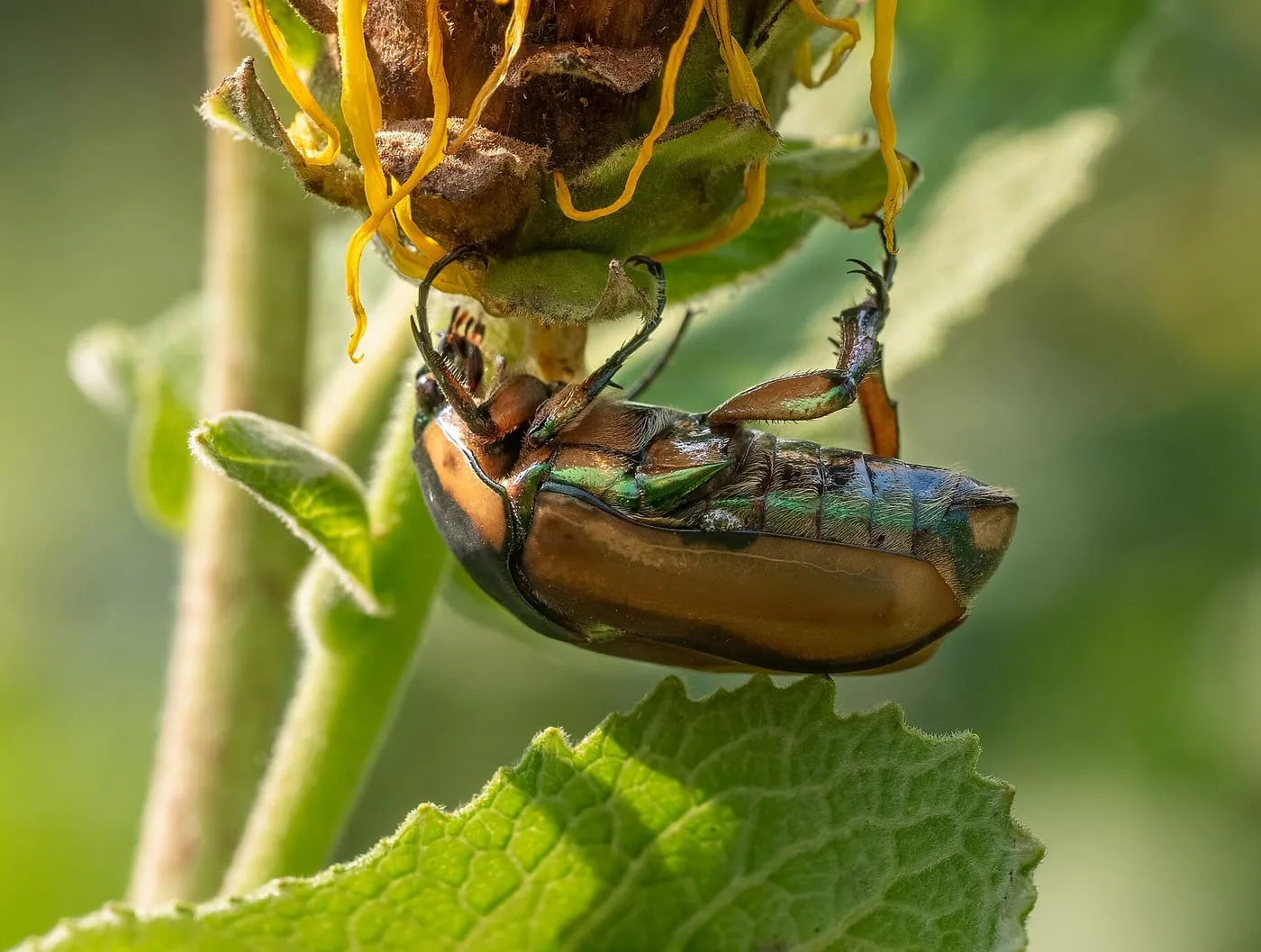 A green june beetle feeding on a flower