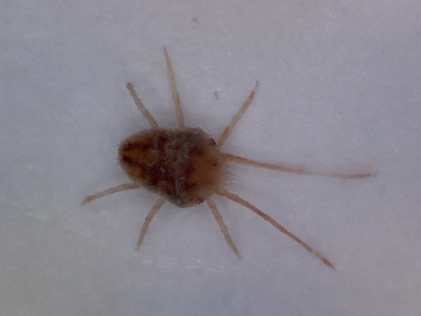 A clover mite photographed up close, a tiny reddish eight-legged bug
