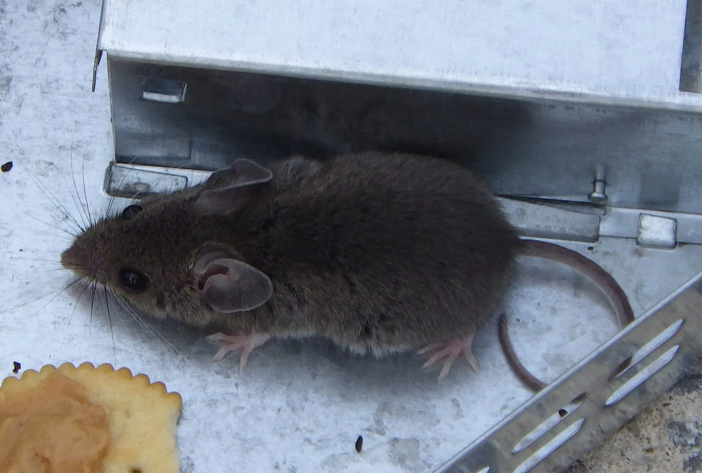 A house mouse next to a metal box with a cracker