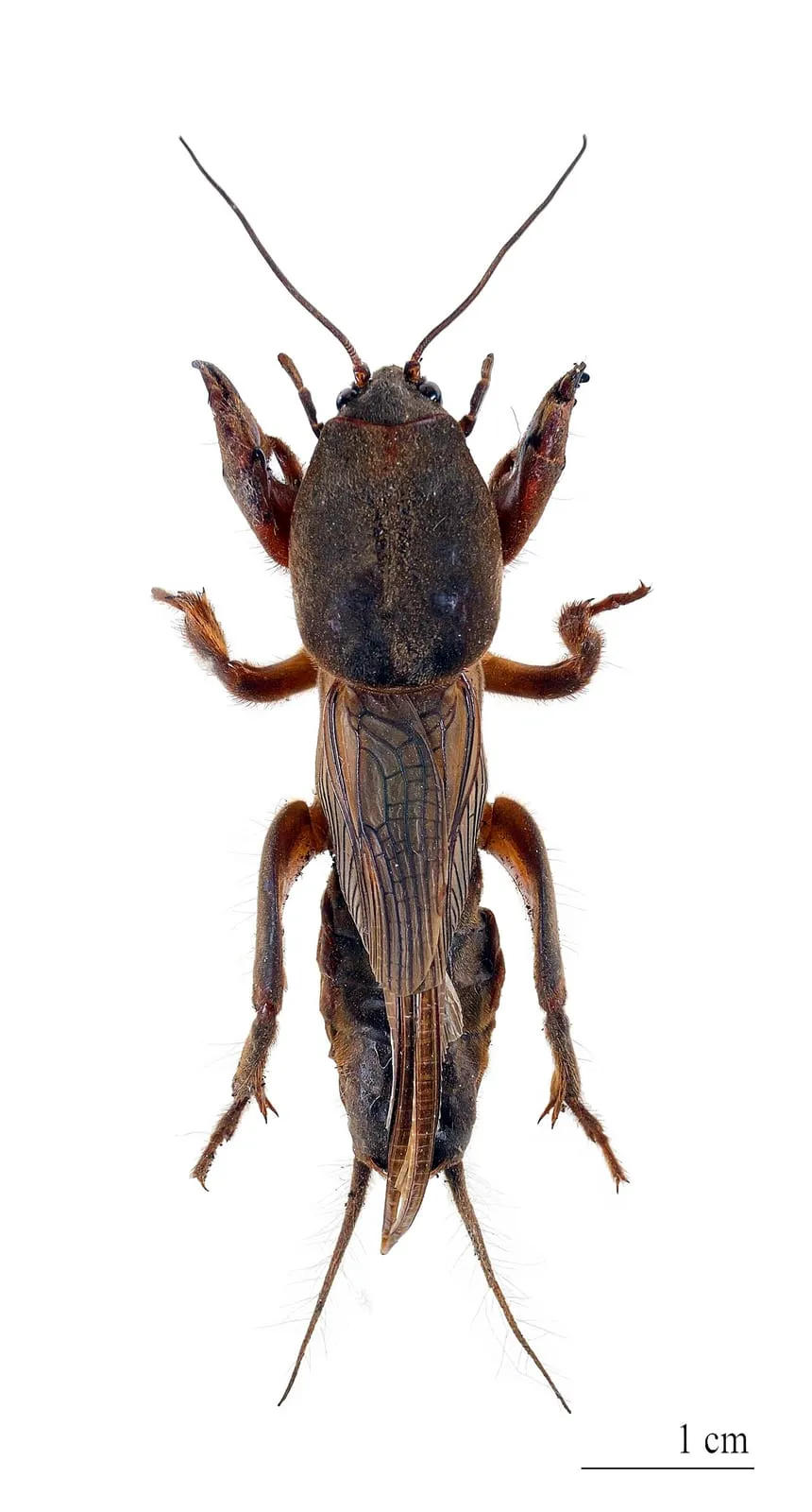 A mole cricket seen from above, showing its shovel-like front legs built for digging
