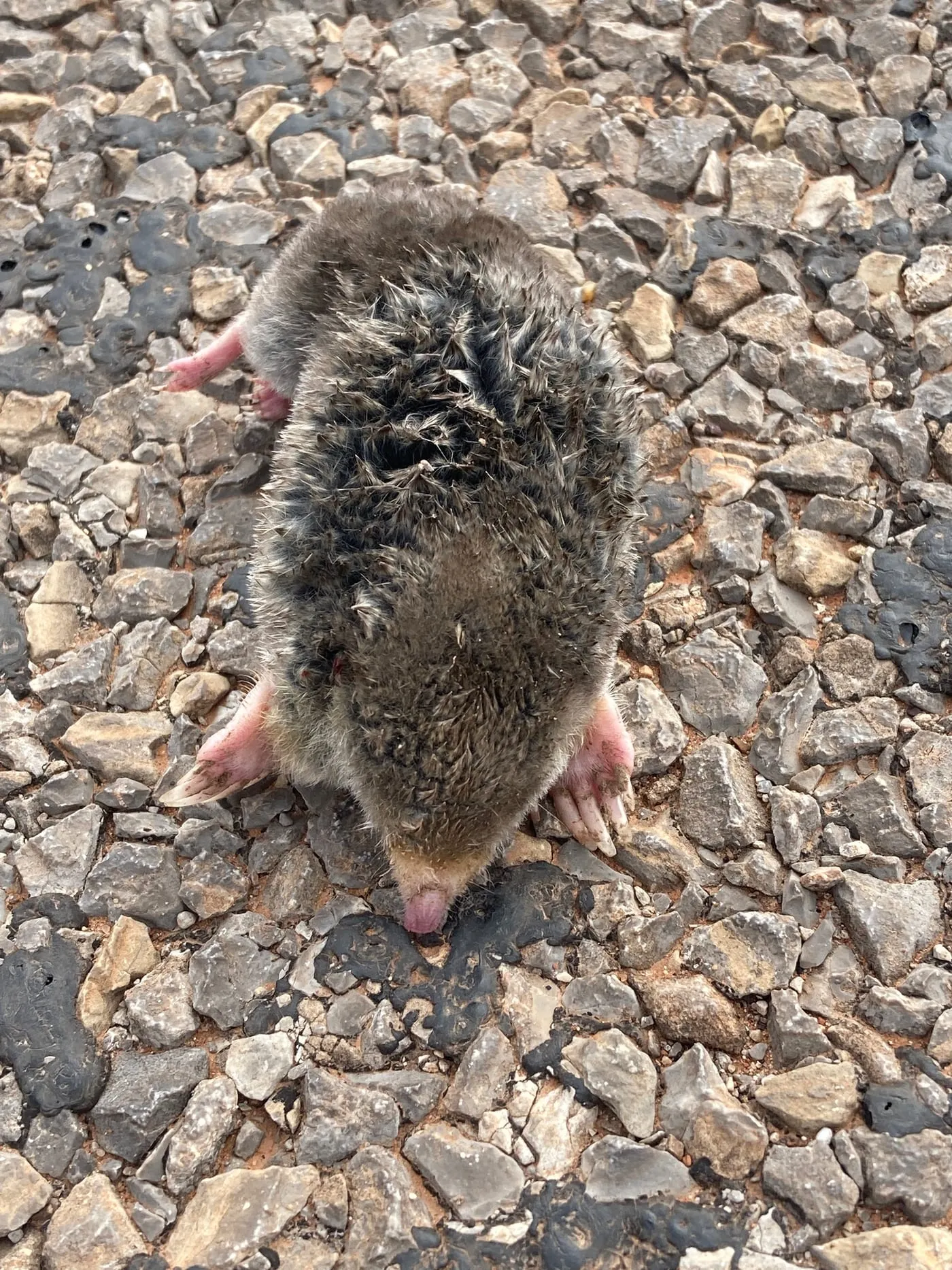 Close-up of an eastern mole showing its large pink digging claws and pointed snout