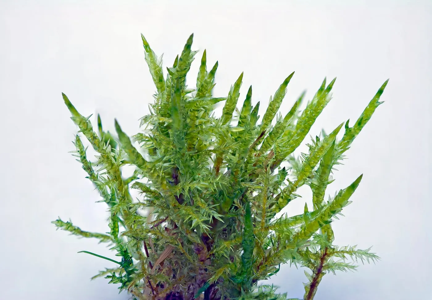 A clump of feathery green moss