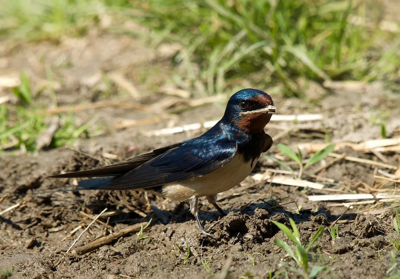 A barn swallow gathering mud from the ground for its nest