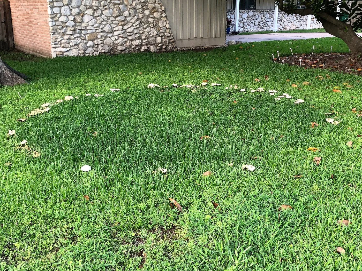 A ring of white mushrooms forming a circle in a green lawn