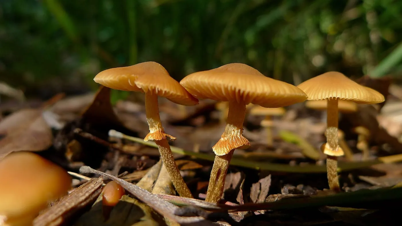 A cluster of small brown mushrooms growing in wood mulch