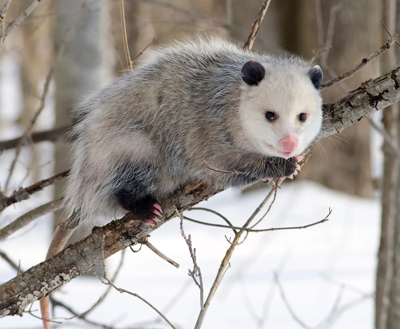 A Virginia opossum perched on a snowy tree branch