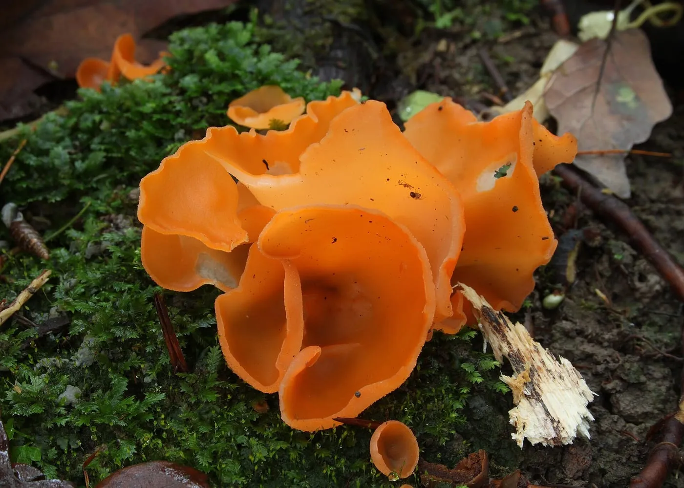 Bright orange peel fungus growing on mossy ground