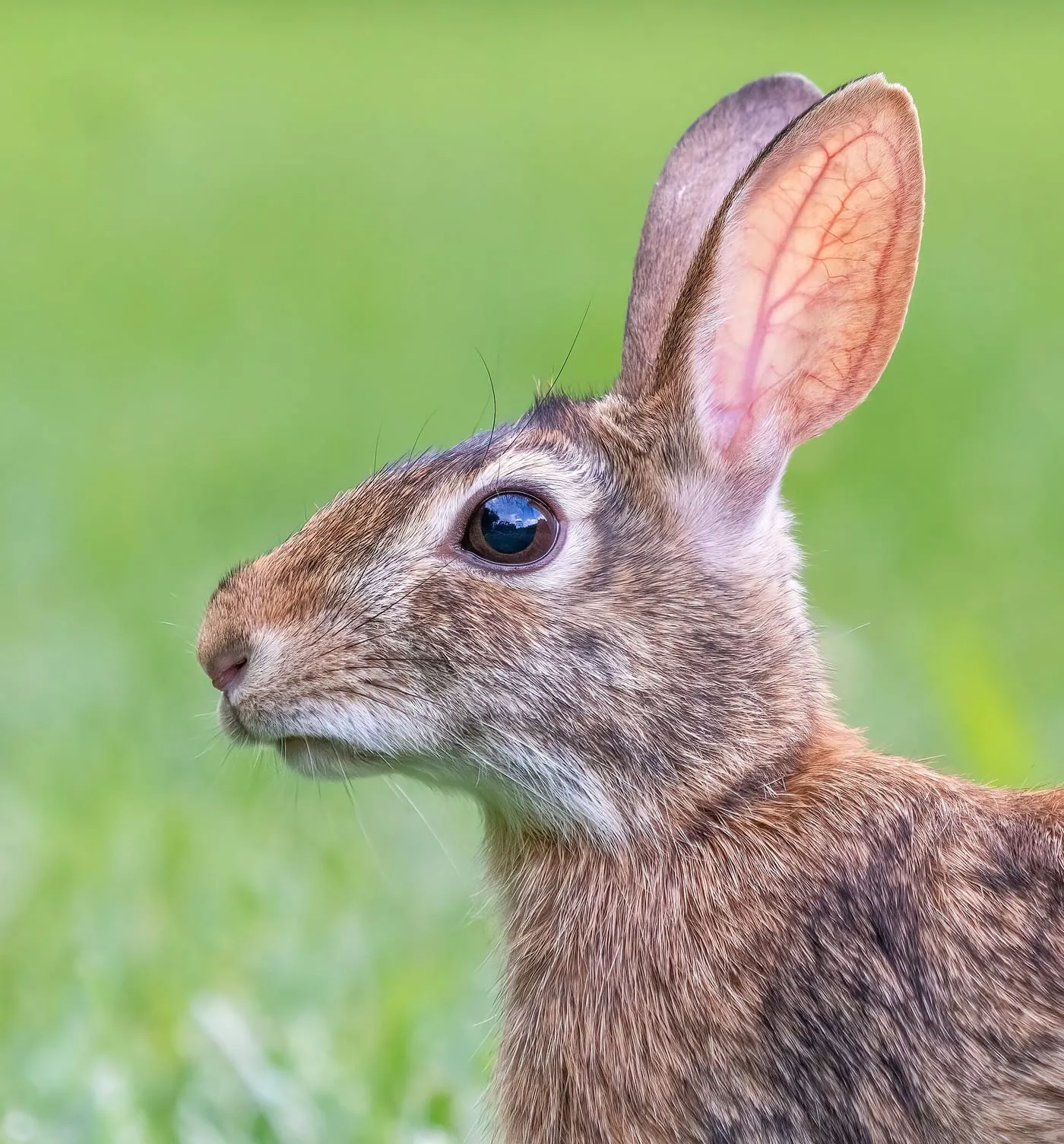 Profile portrait of an eastern cottontail rabbit in grass