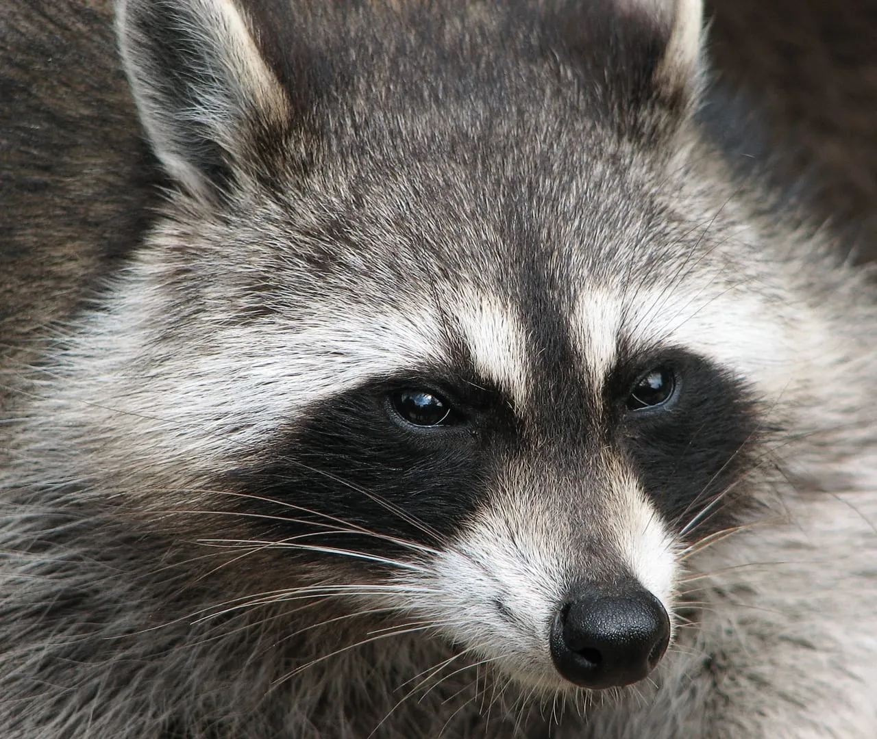 Close-up portrait of a raccoon showing its black face mask