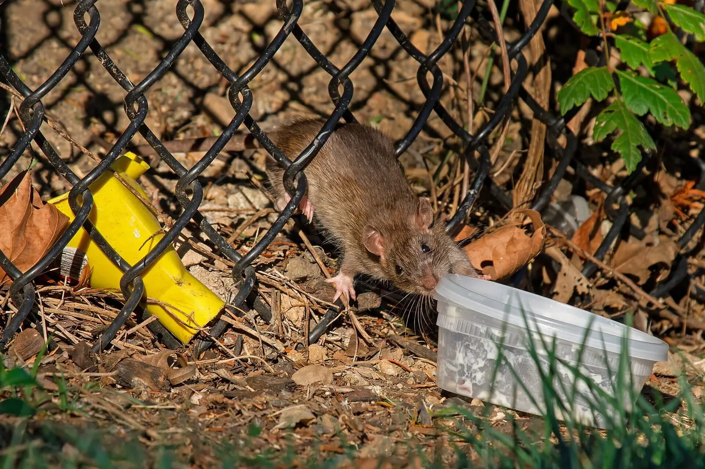 A brown rat foraging near a fence and food container in an urban park