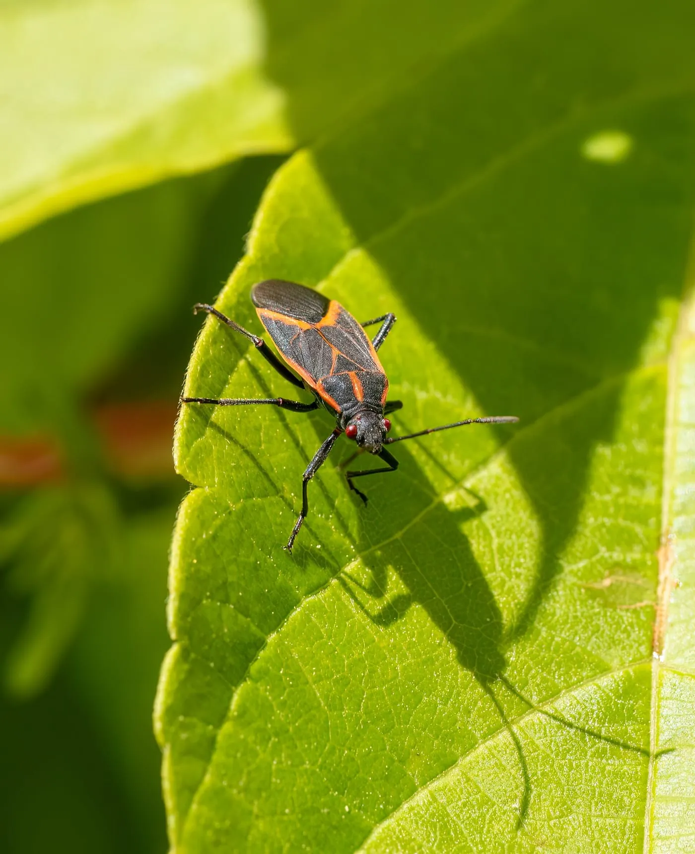 A black bug with red-orange markings on a green leaf