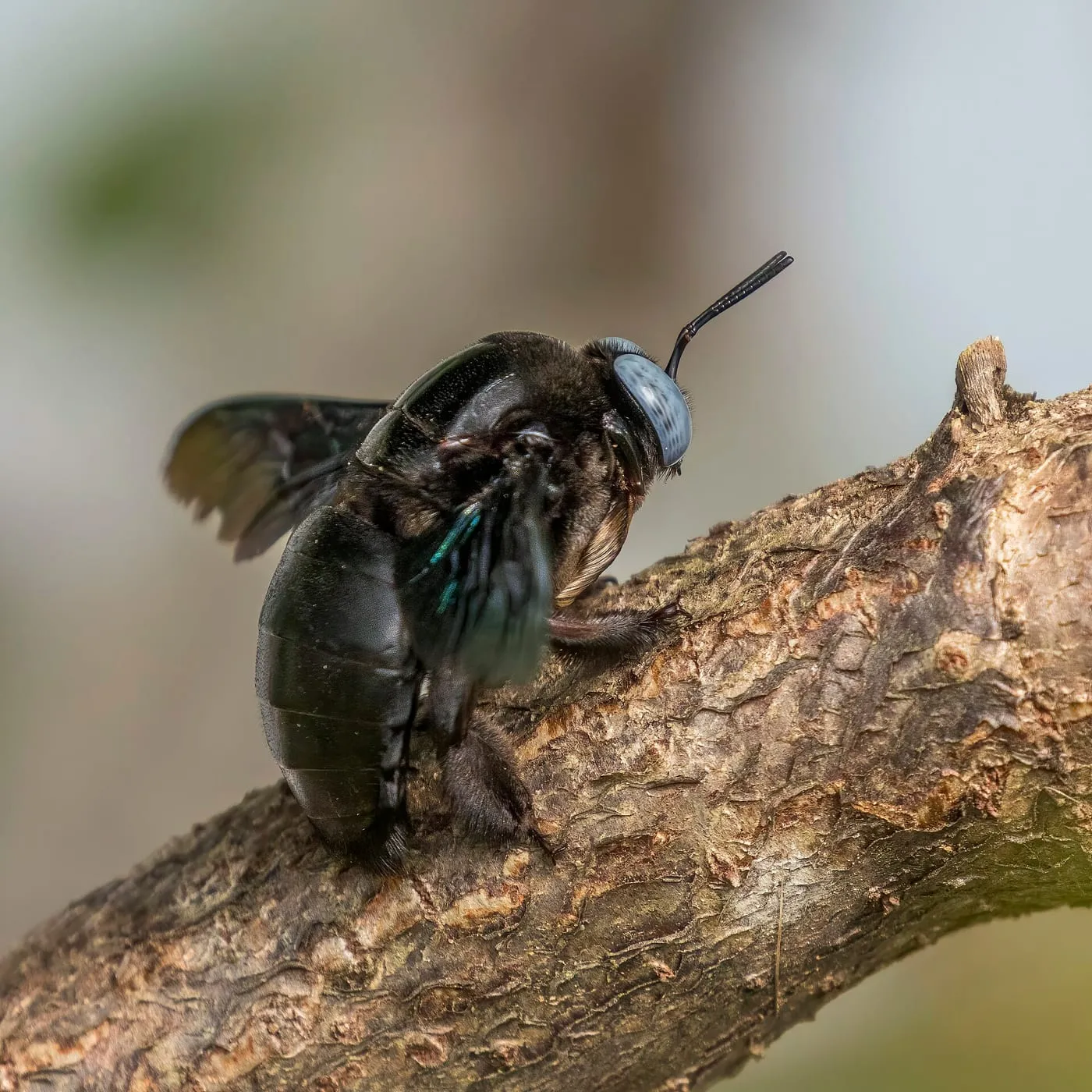 A large black carpenter bee perched on a branch