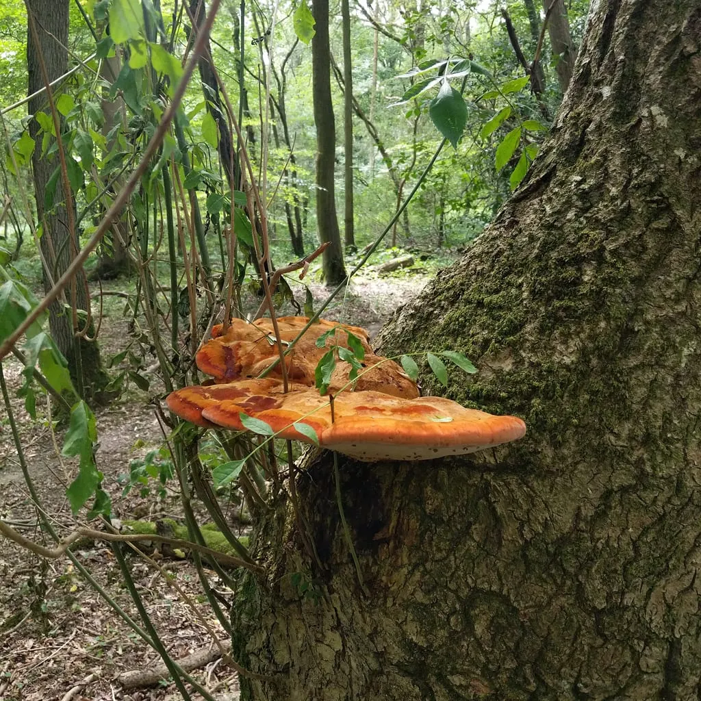 Large orange bracket fungus growing from a living tree trunk