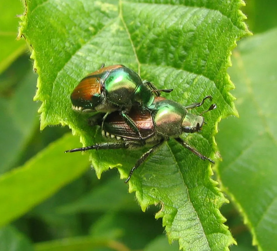 A pair of metallic green Japanese beetles on a chewed leaf