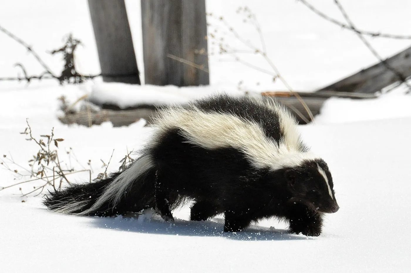 A striped skunk walking through snow