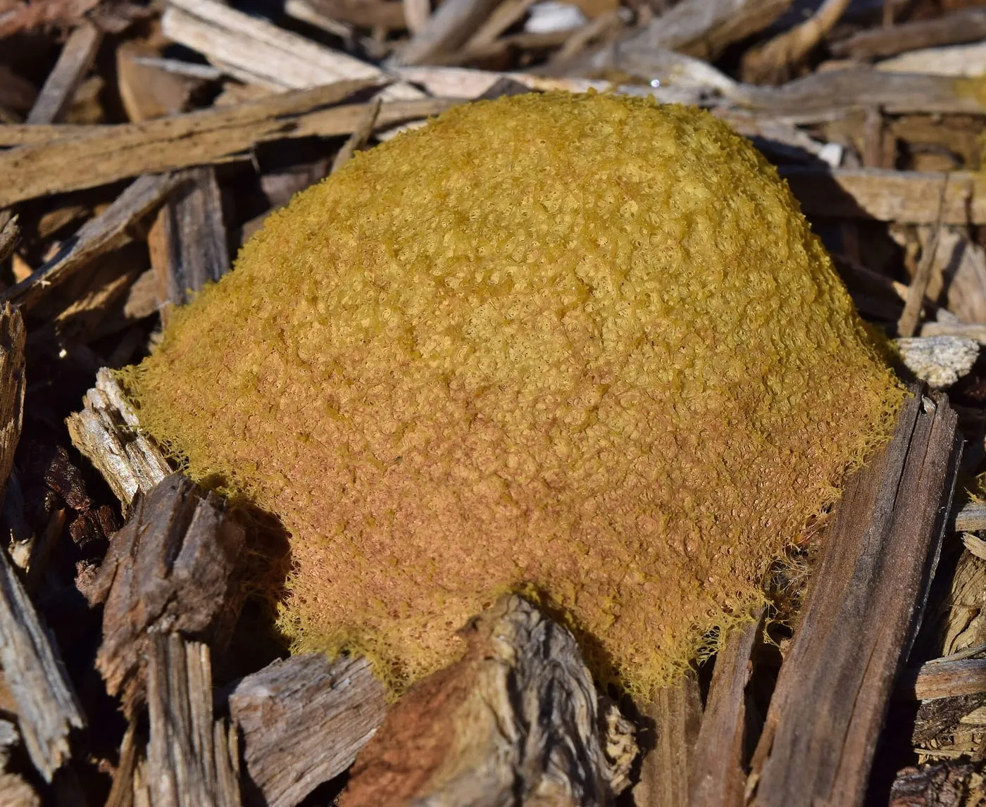 Yellow dog vomit slime mold growing on wood mulch