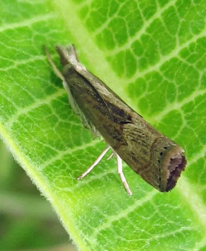 A small buff-brown sod webworm lawn moth resting on a green leaf with wings rolled tight