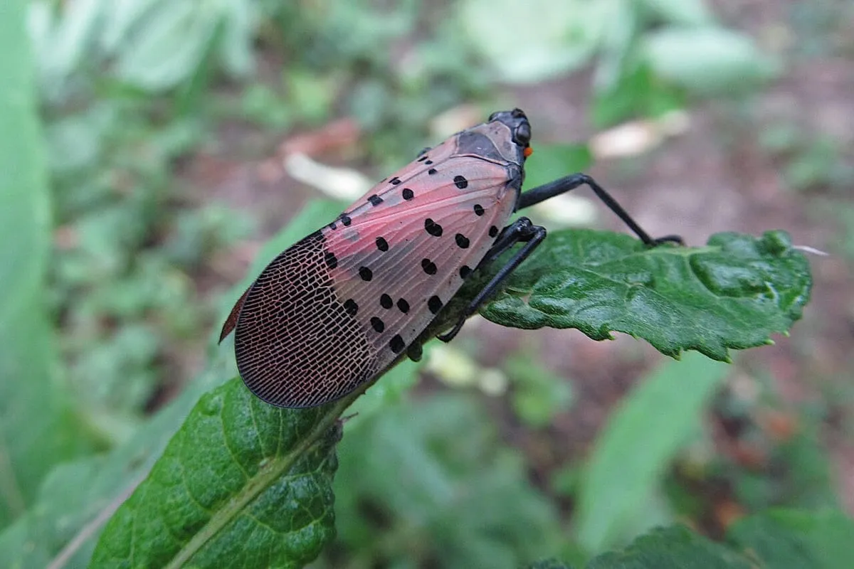 An adult spotted lanternfly on a leaf, showing gray forewings with black spots