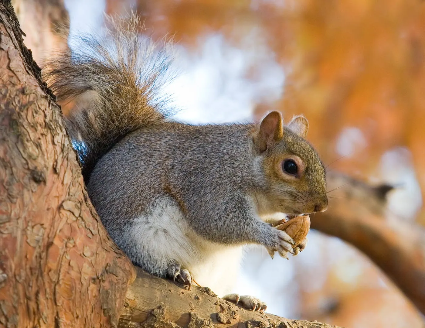 An eastern gray squirrel eating a nut on a tree branch