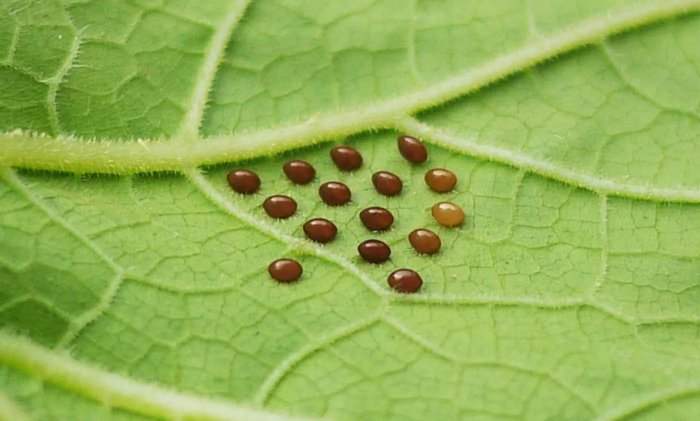 A cluster of small bronze squash bug eggs on the underside of a leaf