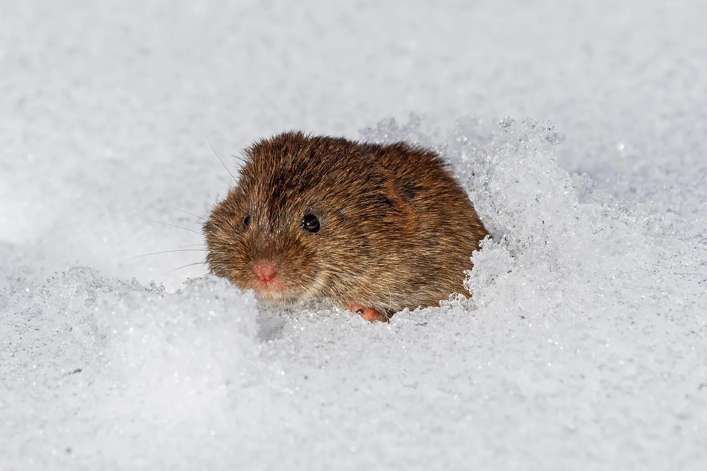 A meadow vole emerging from its runway tunnel in the snow