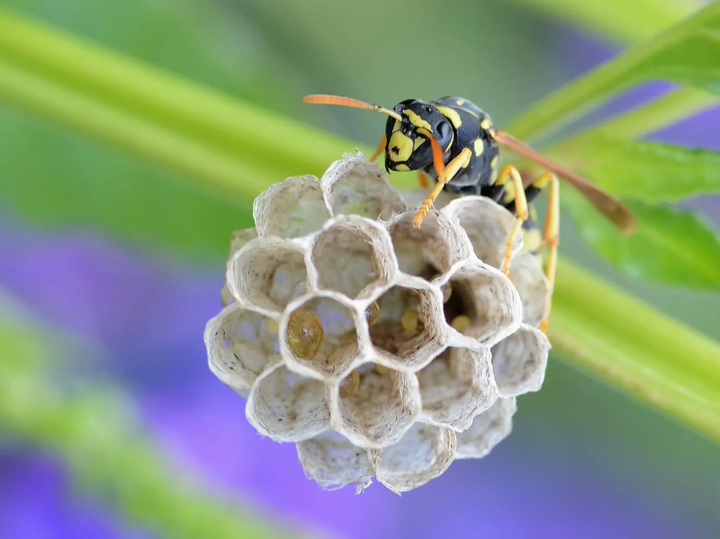 A paper wasp sitting on its open honeycomb nest