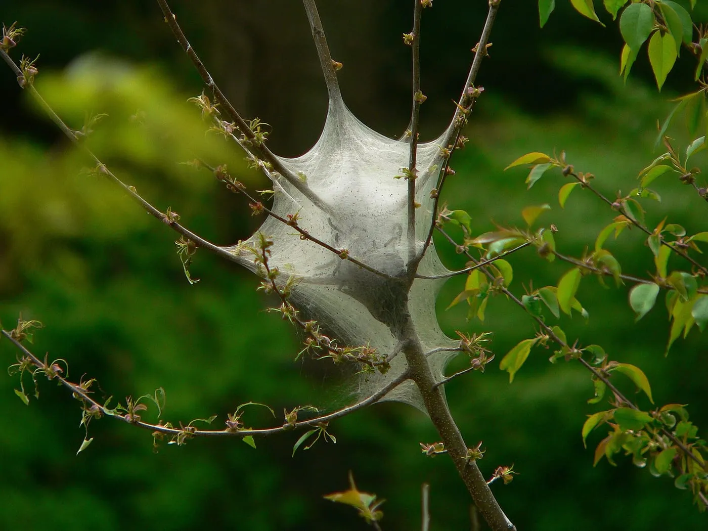 A silk web tent spun in the fork of tree branches