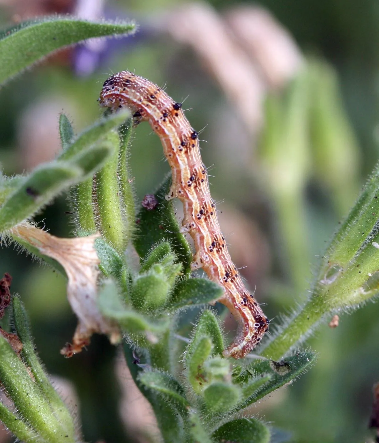 A striped tobacco budworm caterpillar on a plant stem