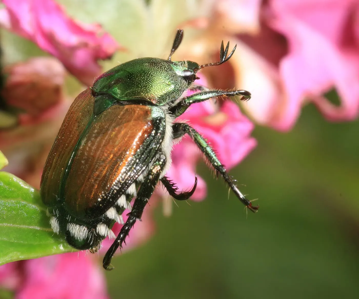 A Japanese beetle chewing on a pink rose bloom